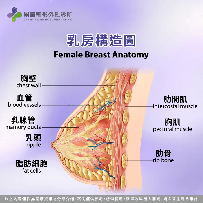 乳房組織-隆乳雪乳針是什麼